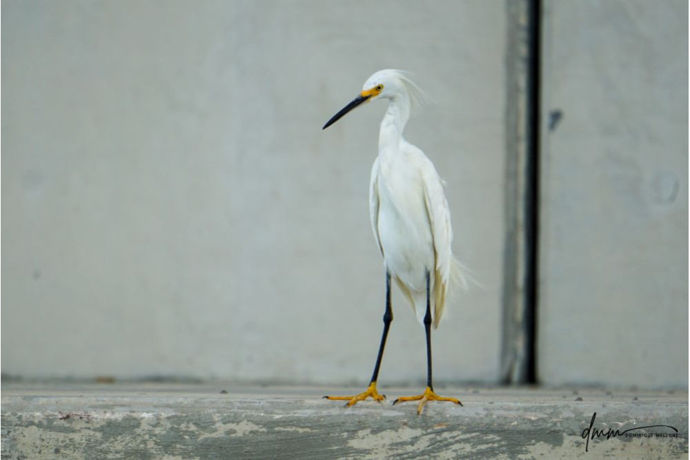 Snowy Egret 4