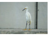 Snowy Egret 4