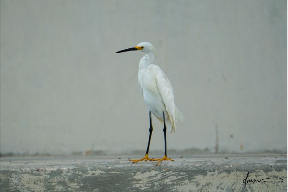 Snowy Egret 5