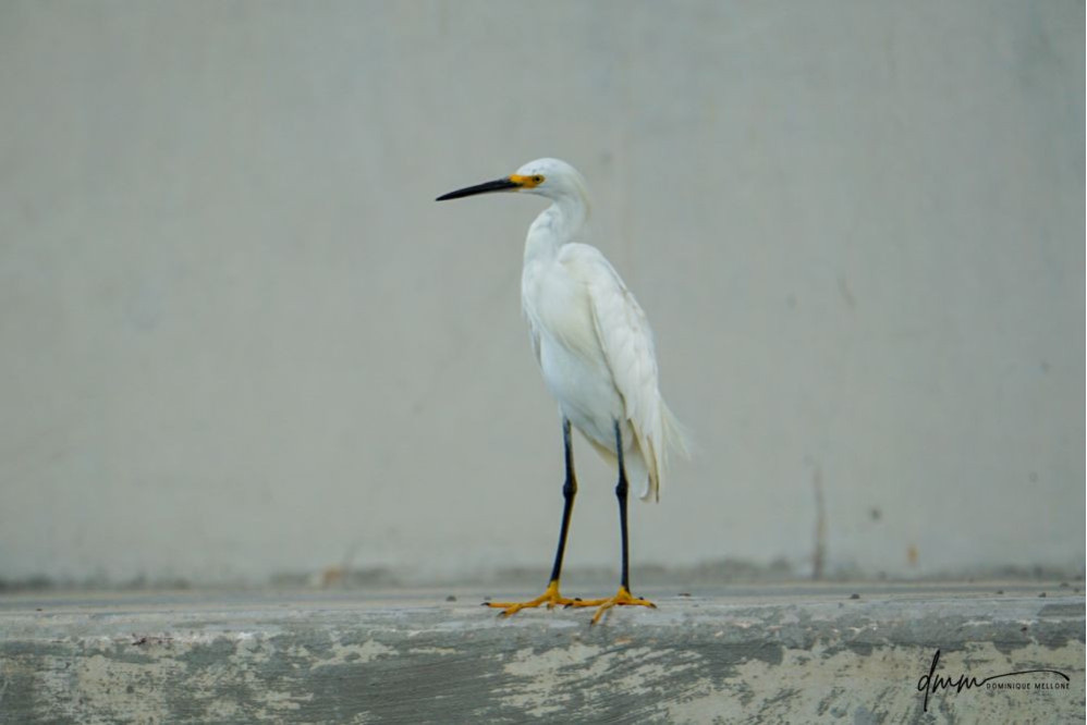 Snowy Egret 5