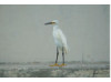 Snowy Egret 5