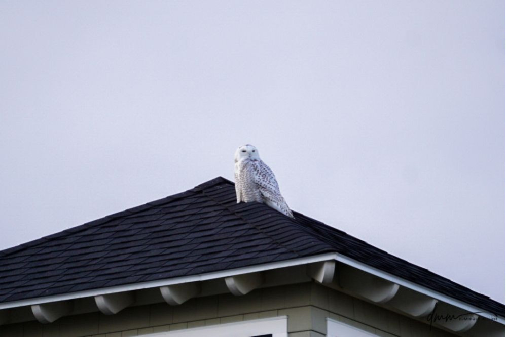 Snowy Owl