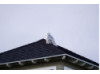 Snowy Owl