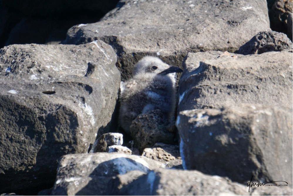 Swallow-Tailed Gull- Baby