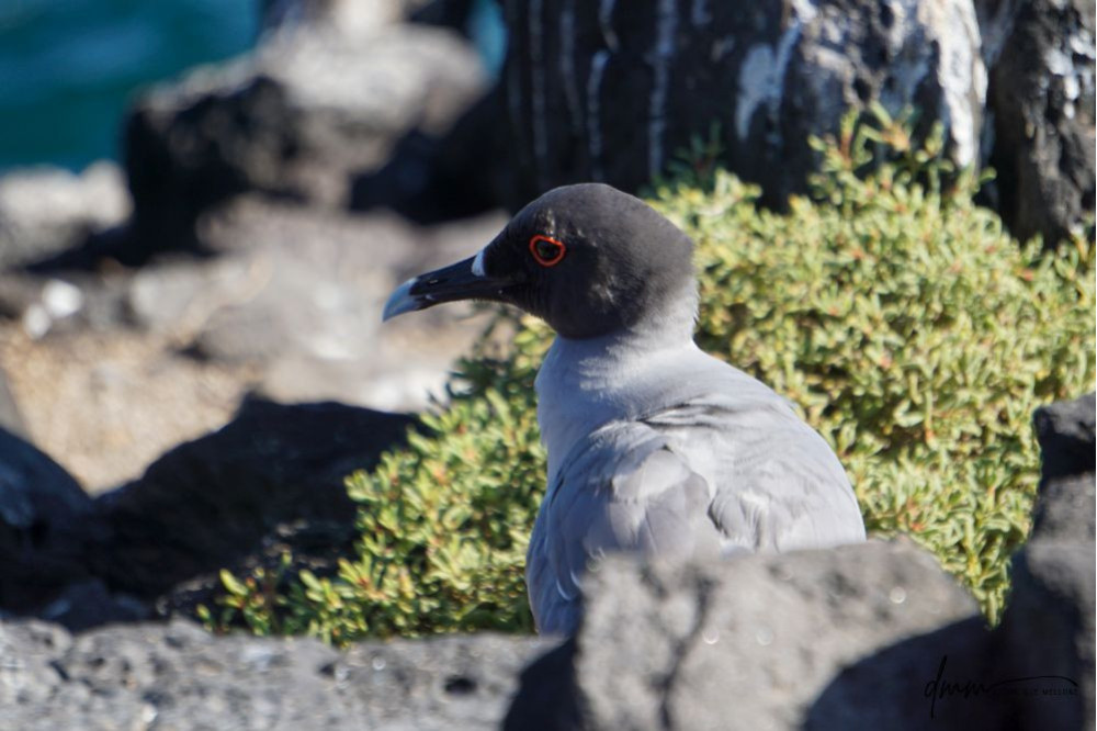 Swallow-Tailed Gull