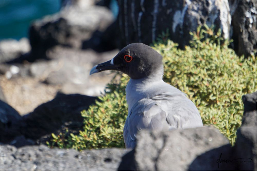 Swallow-Tailed Gull