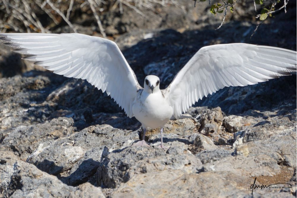 White Tern