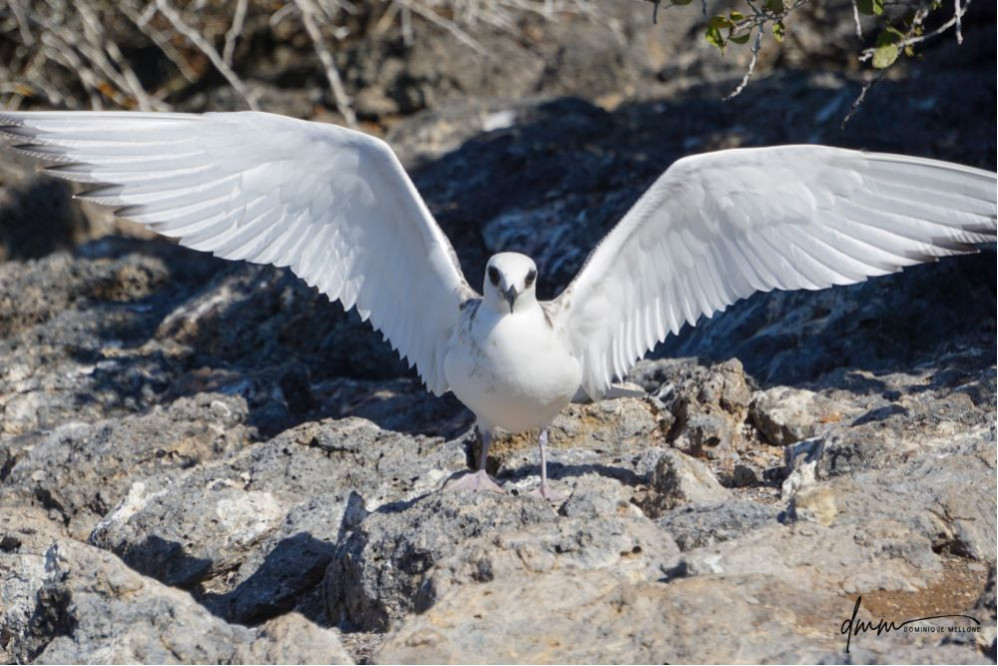 White Tern
