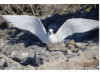 White Tern