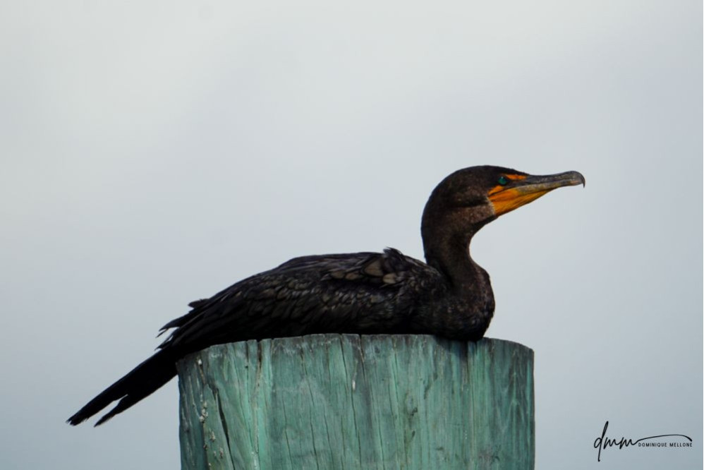 Double-Crested Cormorant- Sitting On Pillar 1