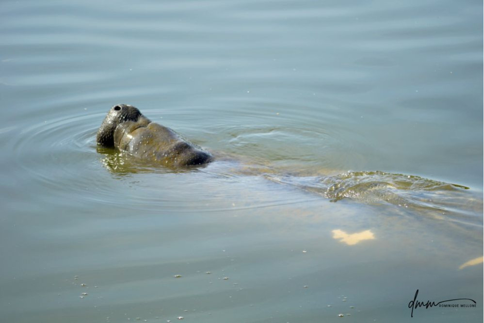 Manatee 1