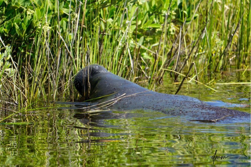Manatee- Eating 1