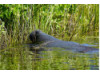 Manatee- Eating 1