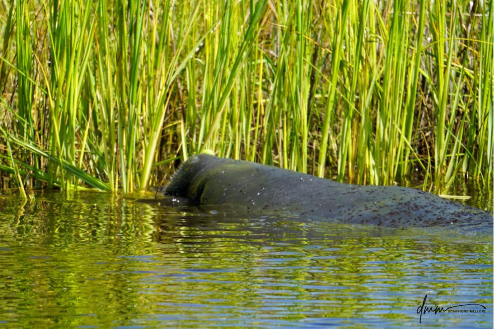 Manatee- Eating 2