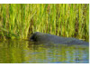 Manatee- Eating 2