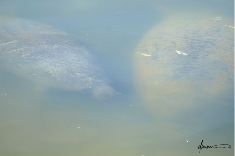 Manatee- Mom and Baby 1