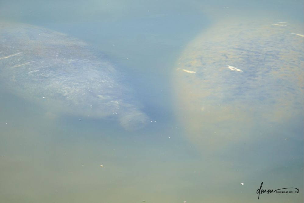 Manatee- Mom and Baby 1