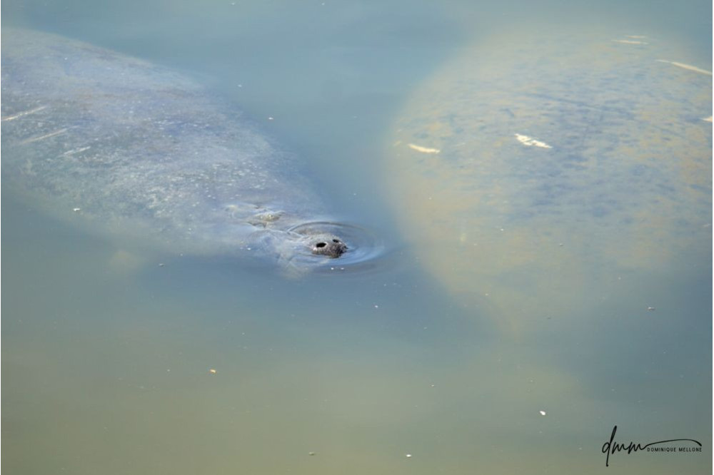 Manatee- Mom and Baby 2