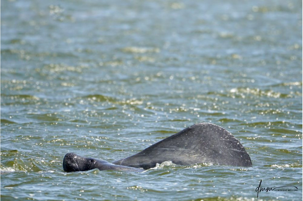 Manatee- Mom and Baby 3