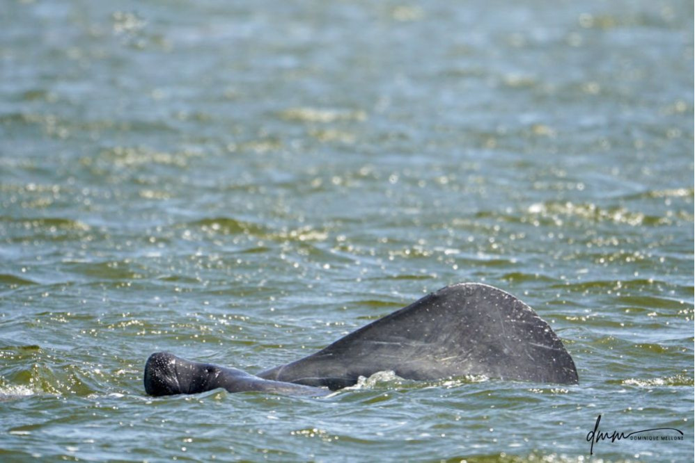 Manatee- Mom and Baby 3