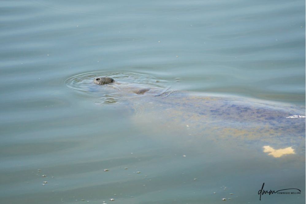 Manatee- Nose 1