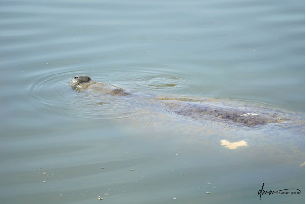 Manatee- Nose 2