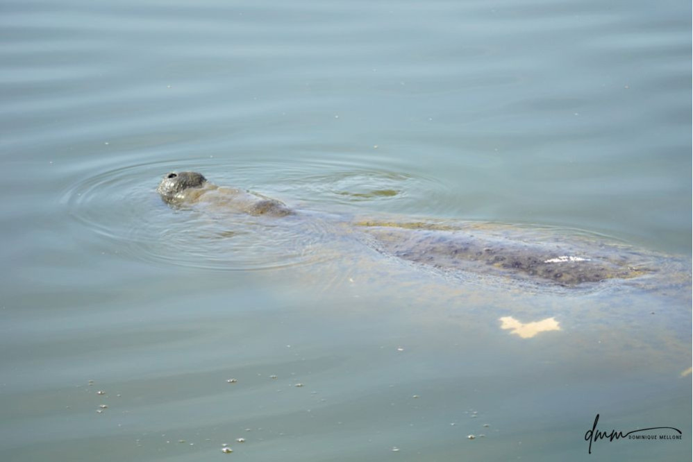 Manatee- Nose 2
