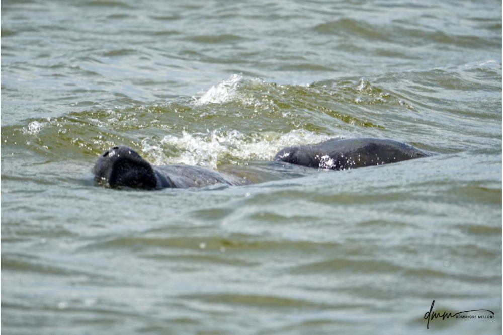 Manatee- Pair 2