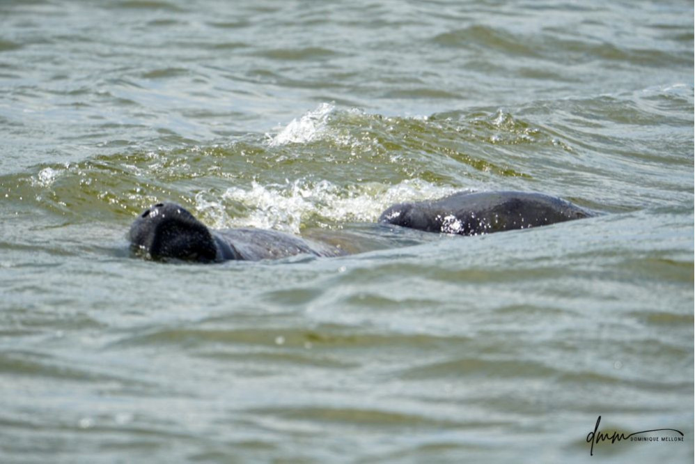 Manatee- Pair 2
