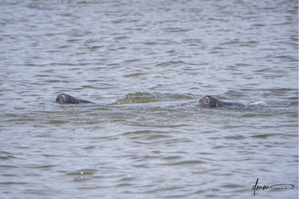 Manatee- Pair 4