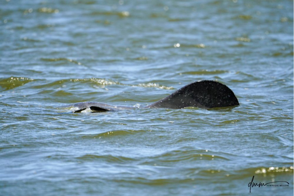 Manatee- Tail Paddle