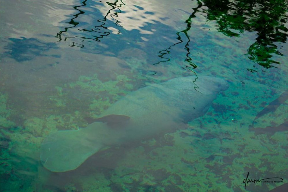 Manatee- Underwater 1