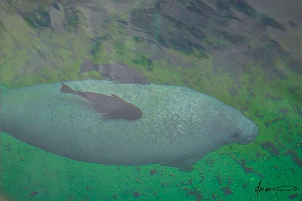 Manatee- Underwater 2