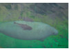 Manatee- Underwater 2