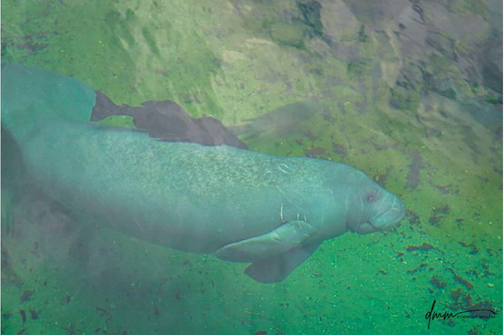 Manatee- Underwater 3
