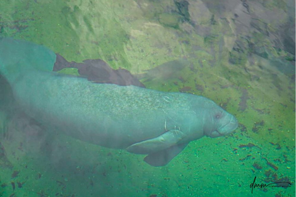 Manatee- Underwater 3