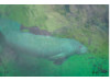 Manatee- Underwater 3