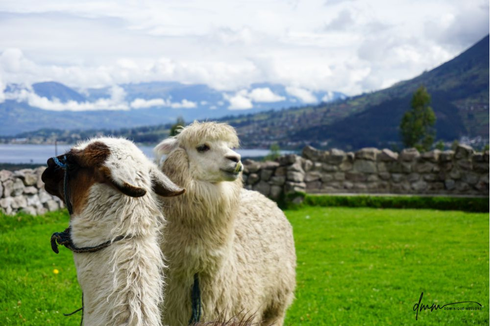 Ecuadorian Alpaca- Pair 1