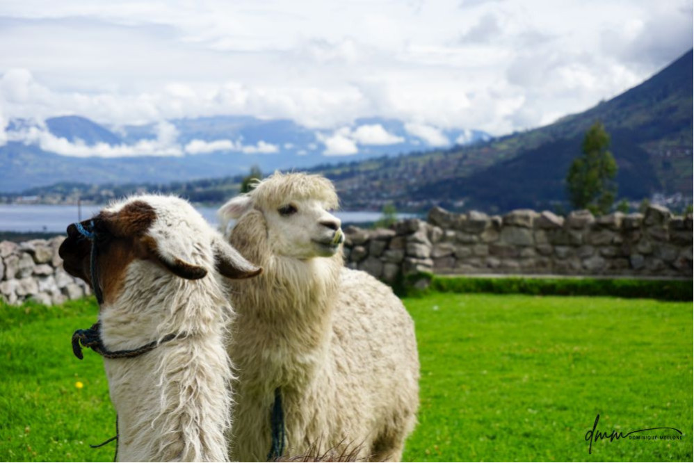 Ecuadorian Alpaca- Pair 1