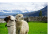 Ecuadorian Alpaca- Pair 1