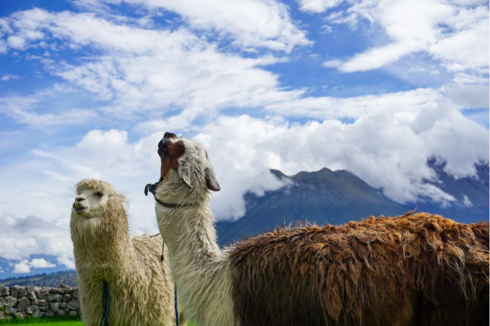 Ecuadorian Alpaca- Pair 2
