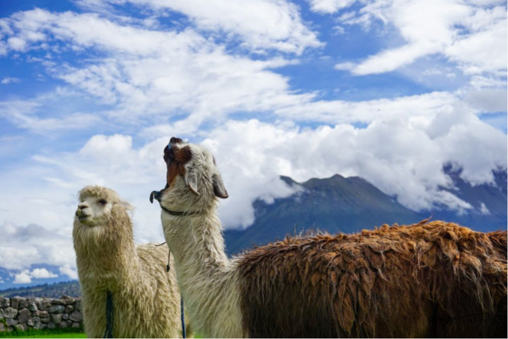 Ecuadorian Alpaca- Pair 2