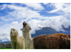 Ecuadorian Alpaca- Pair 2