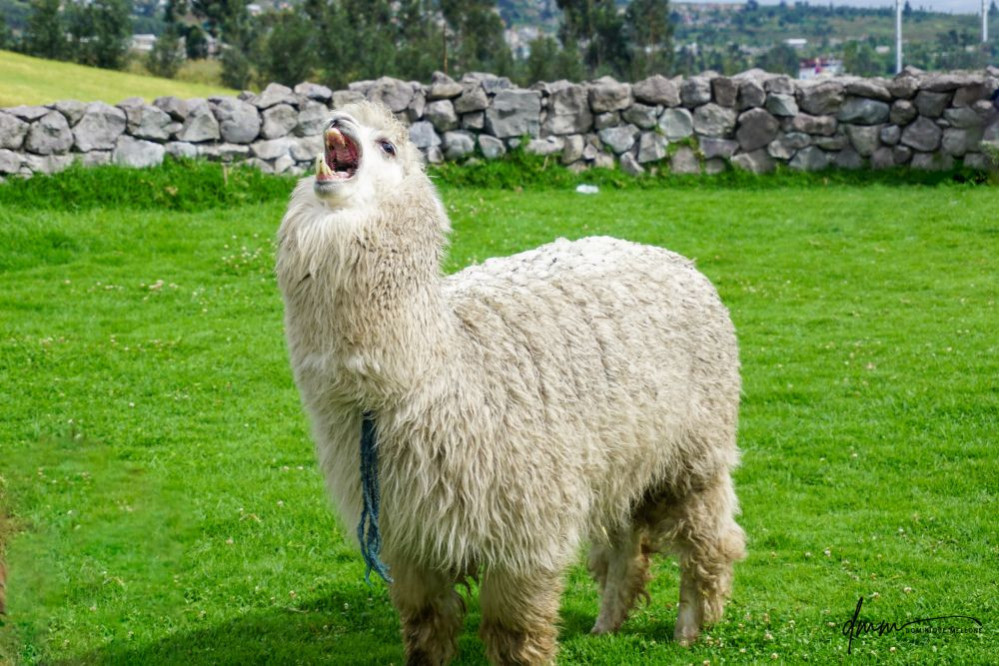 Ecuadorian Alpaca- Screaming