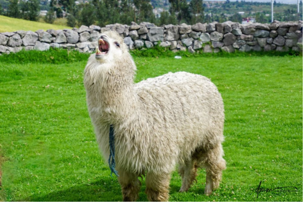 Ecuadorian Alpaca- Screaming