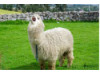 Ecuadorian Alpaca- Screaming