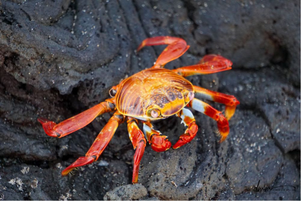 Sally Lightfoot Crab 1