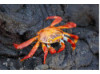 Sally Lightfoot Crab 1