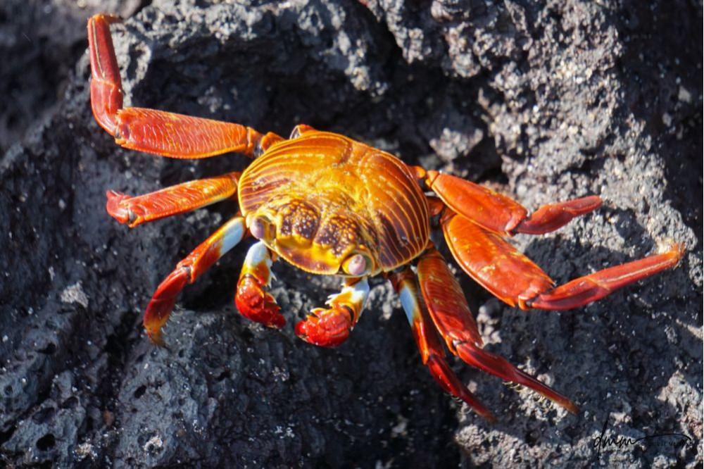 Sally Lightfoot Crab 2