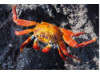 Sally Lightfoot Crab 2